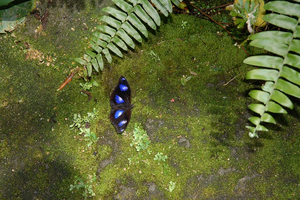 0687 Butterfly Sanctuary Kuranda.jpg